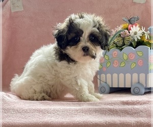 Zuchon Puppy for sale in MOUNT PLEASANT, MI, USA
