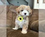 Puppy Katie Maltipoo