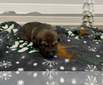Small Photo #10 German Shepherd Dog Puppy For Sale in VICTORIA, TX, USA