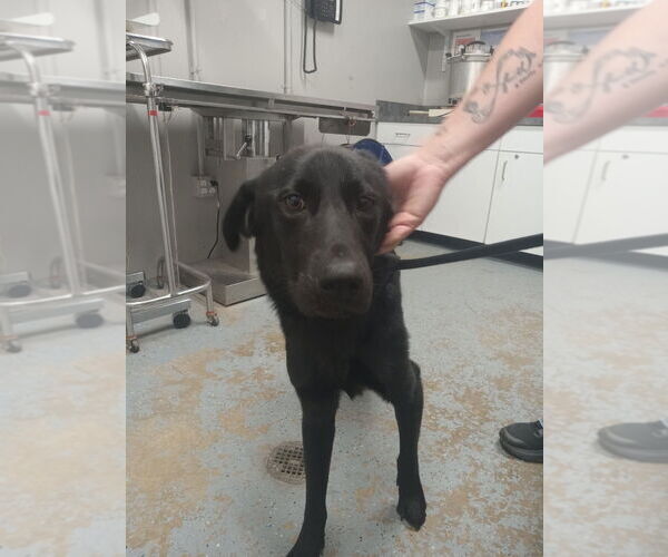 Medium Photo #2 Labrador Retriever-Unknown Mix Puppy For Sale in Pierceton , IN, USA