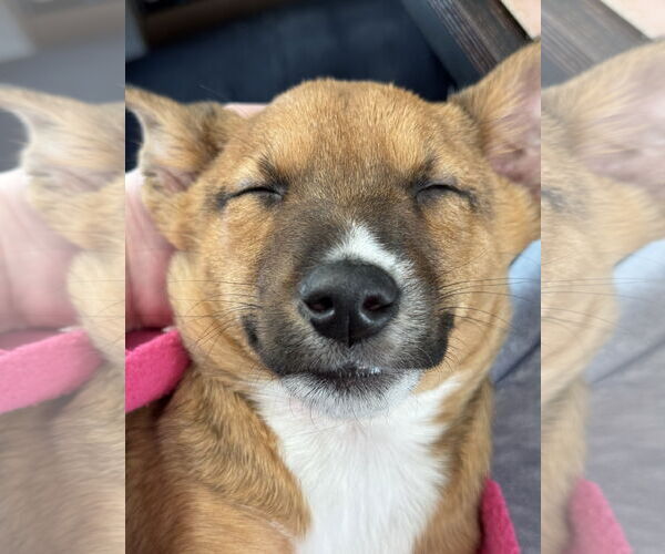 Medium Photo #3 Mutt Puppy For Sale in Plainfield, IL, USA