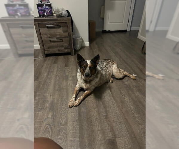 Medium Photo #2 Red Heeler-Unknown Mix Puppy For Sale in Chandler, AZ, USA