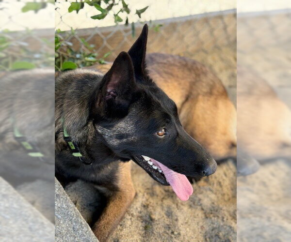 Medium Photo #2 Mutt Puppy For Sale in Imlay City, MI, USA