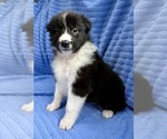 Small #3 Border Collie