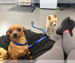 Jimothy - Male Chihuahua-Unknown Mix Dog for Adoption - Photo #5