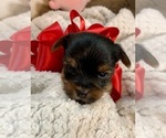 Puppy Puppy 3 Yorkshire Terrier