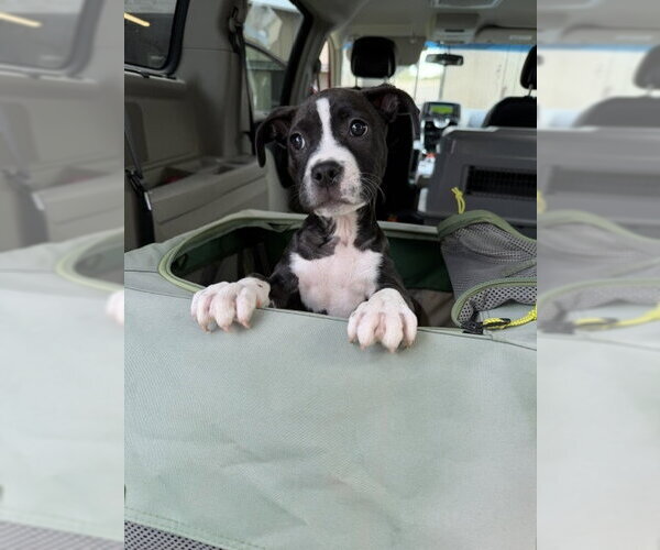 Medium Photo #2 Mutt Puppy For Sale in Jackson Township, NJ, USA