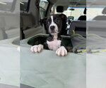 Small #1 Mutt