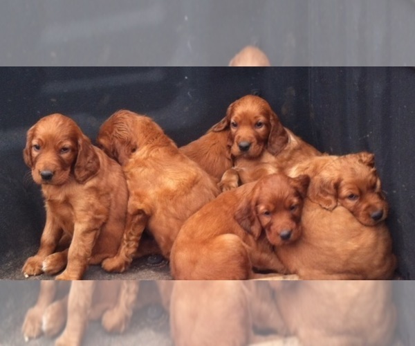 Medium Photo #10 Irish Setter Puppy For Sale in HAMILTON, AL, USA
