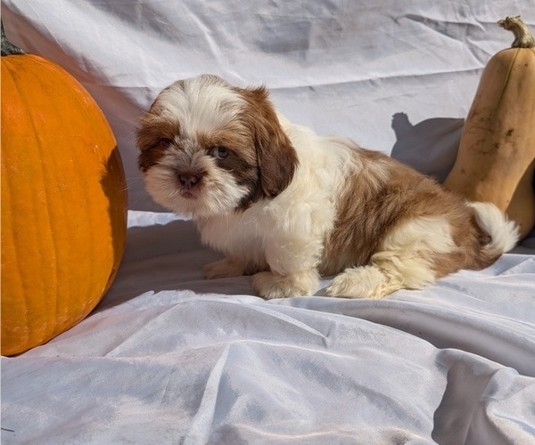 Medium Photo #4 Shih Tzu Puppy For Sale in GOSHEN, IN, USA