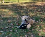 Small Photo #1 Cock-A-Tzu Puppy For Sale in WOBURN, MA, USA