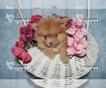 Small Photo #11 Pomeranian Puppy For Sale in SANGER, TX, USA