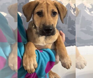 German Shepherd Dog-Unknown Mix Dogs for adoption in Mt. Airy, MD, USA