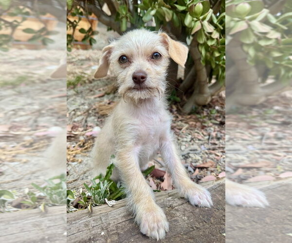 Medium Photo #3 Mutt Puppy For Sale in Marina Del Rey, CA, USA