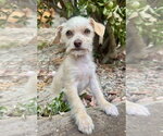Small #2 Mutt