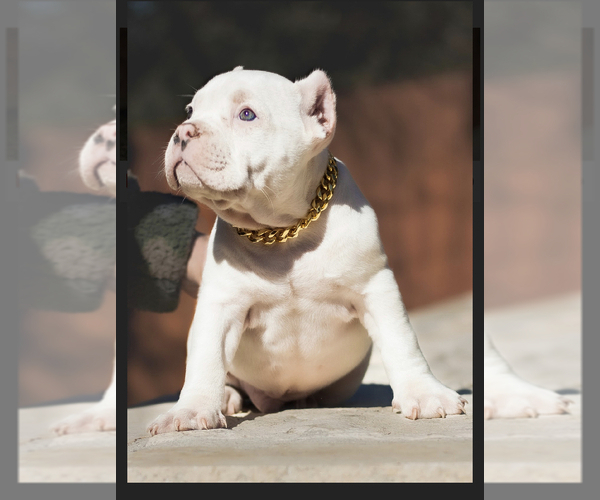 Medium Photo #12 American Bully Puppy For Sale in SAN ANTONIO, TX, USA