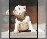 Small Photo #12 American Bully Puppy For Sale in SAN ANTONIO, TX, USA