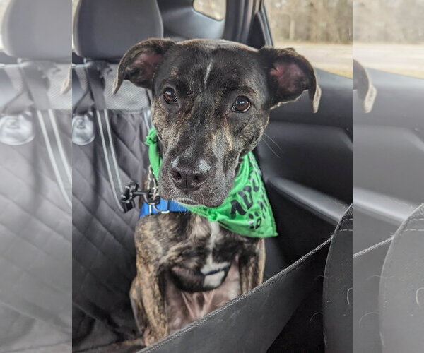 Medium Photo #14 Mutt Puppy For Sale in Woodbury, NY, USA