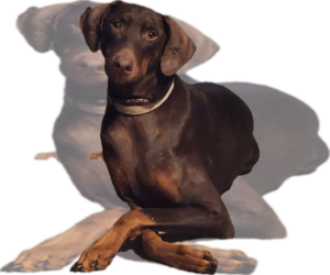 Mother of the Doberman Pinscher puppies born on 01/01/2026