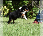 Small #5 Miniature Australian Shepherd
