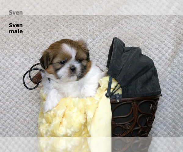 Medium Photo #18 Shih Tzu Puppy For Sale in CLARE, MI, USA