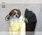 Small #17 Shih Tzu