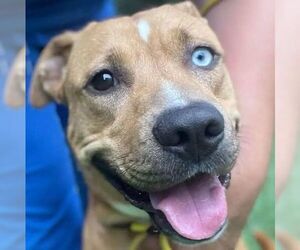 Catahoula Leopard Dog-Labrador Retriever Mix Dogs for adoption in columbia, SC, USA