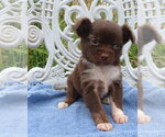 Small Photo #14 Chihuahua Puppy For Sale in HAYES, VA, USA