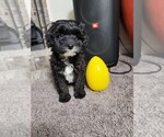 Small Photo #2 Maltipoo Puppy For Sale in PARAGON, IN, USA
