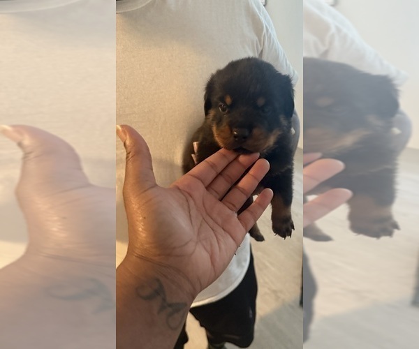 Medium Photo #6 Rottweiler Puppy For Sale in ROCKINGHAM, NC, USA