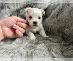 Small Photo #4 Morkie Puppy For Sale in MORRIS CHAPEL, TN, USA