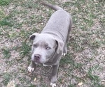 Puppy Ace American Bully