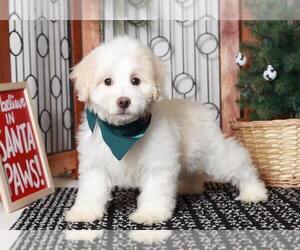 Maltipoo Puppy for sale in NAPLES, FL, USA