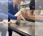 Small #18 Labrador Retriever
