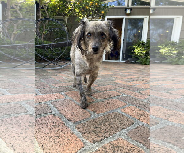 Medium Photo #1 Chiranian Puppy For Sale in San Francisco, CA, USA