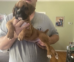 Boxer Puppy for sale in hazlehurst, GA, USA