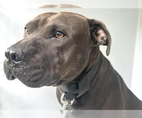 Medium Photo #2 American Pit Bull Terrier-Unknown Mix Puppy For Sale in Houston, TX, USA