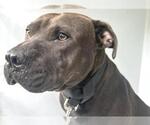 Small #1 American Pit Bull Terrier Mix
