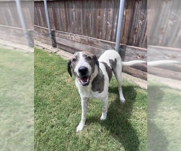 Medium Photo #3 Catahoula Leopard Dog-Unknown Mix Puppy For Sale in Plano, TX, USA