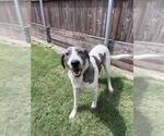 Small #2 Catahoula Leopard Dog Mix