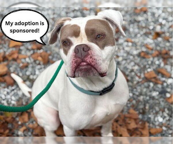 Medium Photo #4 Boxer-Unknown Mix Puppy For Sale in Santa Cruz, CA, USA