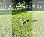 Small #8 Poodle (Miniature) Mix