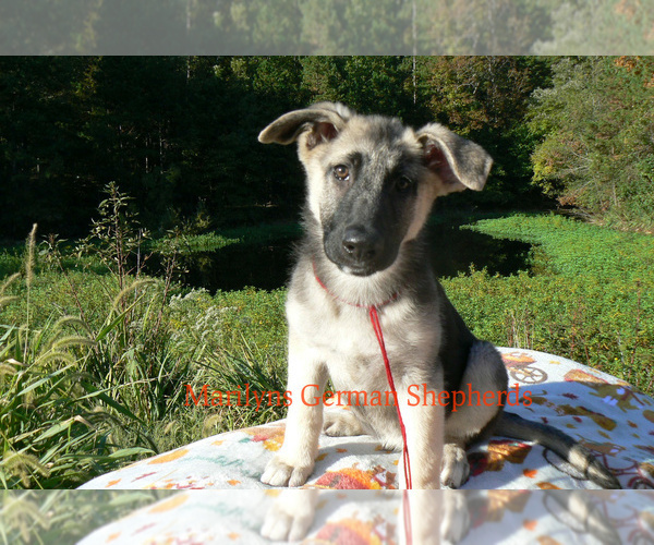 Medium Photo #2 German Shepherd Dog Puppy For Sale in PIEDMONT, MO, USA