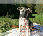 Small #1 German Shepherd Dog
