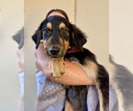Small #1 Australian Shepherd Mix
