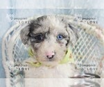 Small Photo #5 Australian Shepherd-Poodle (Toy) Mix Puppy For Sale in SANGER, TX, USA
