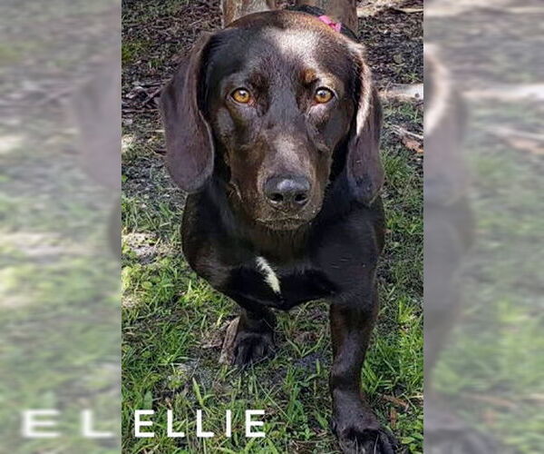 Medium Photo #3 Basset Hound-Chocolate Labrador retriever Mix Puppy For Sale in Deepwater, NJ, USA