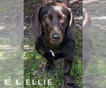 Small #2 Basset Hound-Chocolate Labrador retriever Mix