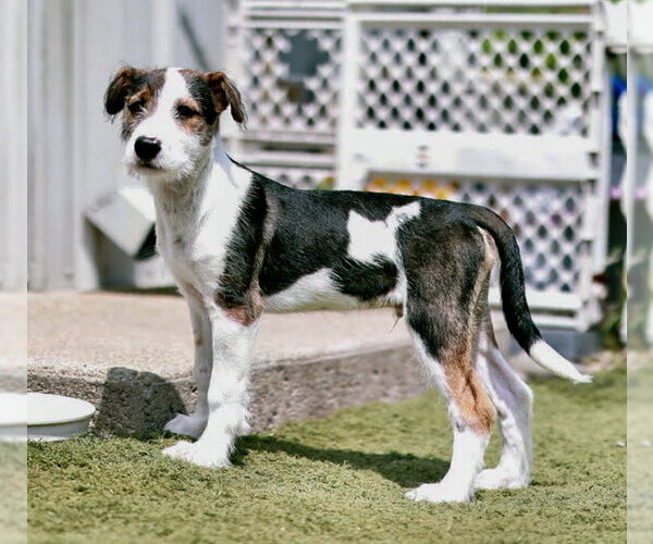 Medium Photo #3 Mutt Puppy For Sale in Gilberts, IL, USA