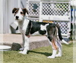 Small #2 Mutt